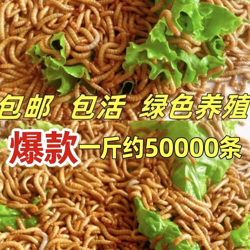 面包虫黄粉虫活虫宠物零食饲料虫