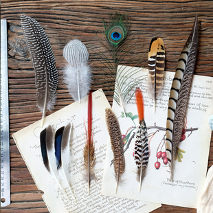 【真羽毛】鸟羽鹅毛孔雀标本手工画山鸡鸵鸟相框铜鸡鸭逗猫收藏