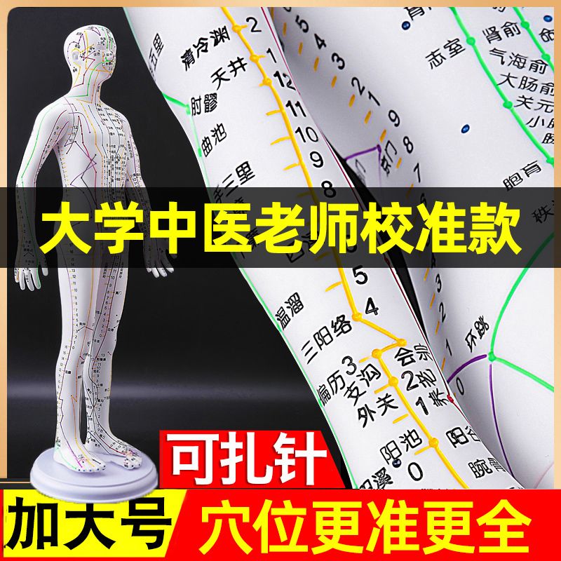 全身穴位模型人立体针灸穴位人体扎针经络图小铜真人十二人形练习
