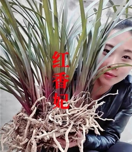 兰花蕙兰红香妃连体兰花苗花卉绿植盆栽自然养植熟草室内阳台包邮