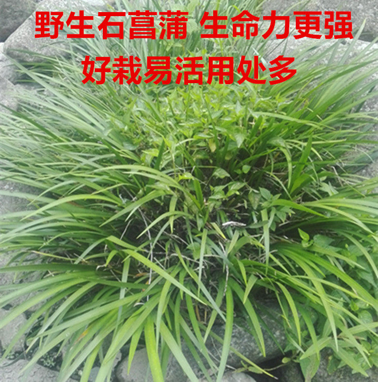 石菖蒲菖蒲草 金钱菖蒲虎须菖蒲兰花苗绿植盆景盆栽水培植物包邮