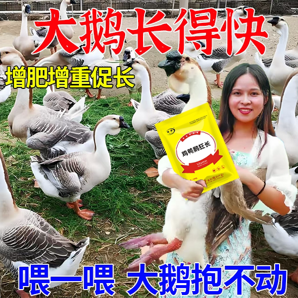 大鹅增肥专用饲料拌催肥