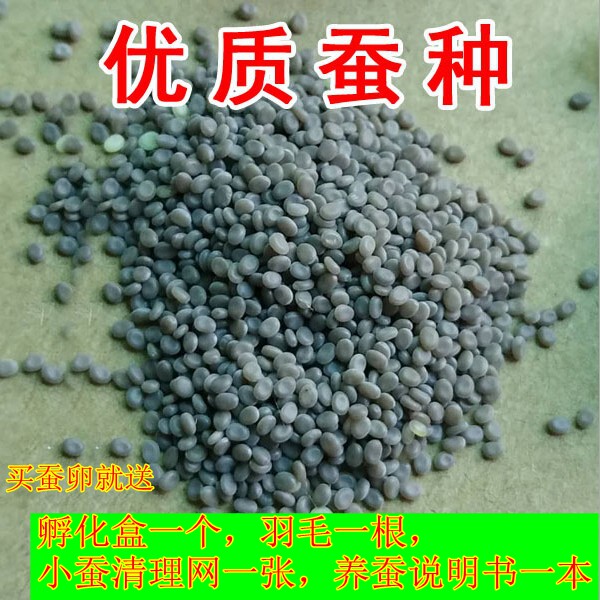 蚕卵包邮活体孵化鹅毛新鲜桑叶