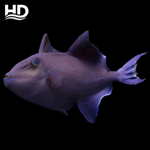 海水观赏鱼《魔鬼炮弹》以检疫开口饲料，适合新手玩家易养高抗体