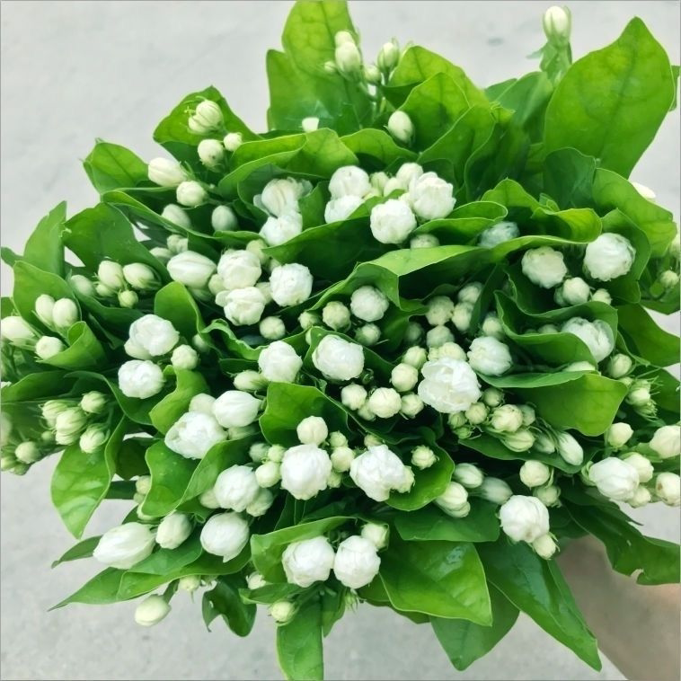 茉莉花现摘组合斗南基地直发