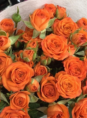 橙色芭比多头玫瑰泡泡云南昆明基地直发同城速递鲜花花束情人节