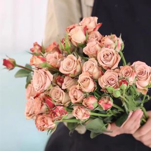 卡布奇诺巧克力多头玫瑰泡泡云南昆明基地直发速递鲜花花束玫瑰花