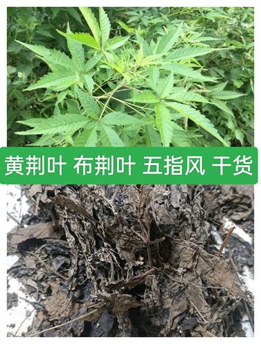 天然野生黄荆叶 牡荆叶 五指柑 五指风 荆叶  黄荆柴布荆叶中药材