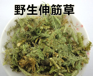 中药材伸筋草 石松 大伸筋 泡药酒熬汤  500克 另有舒筋草