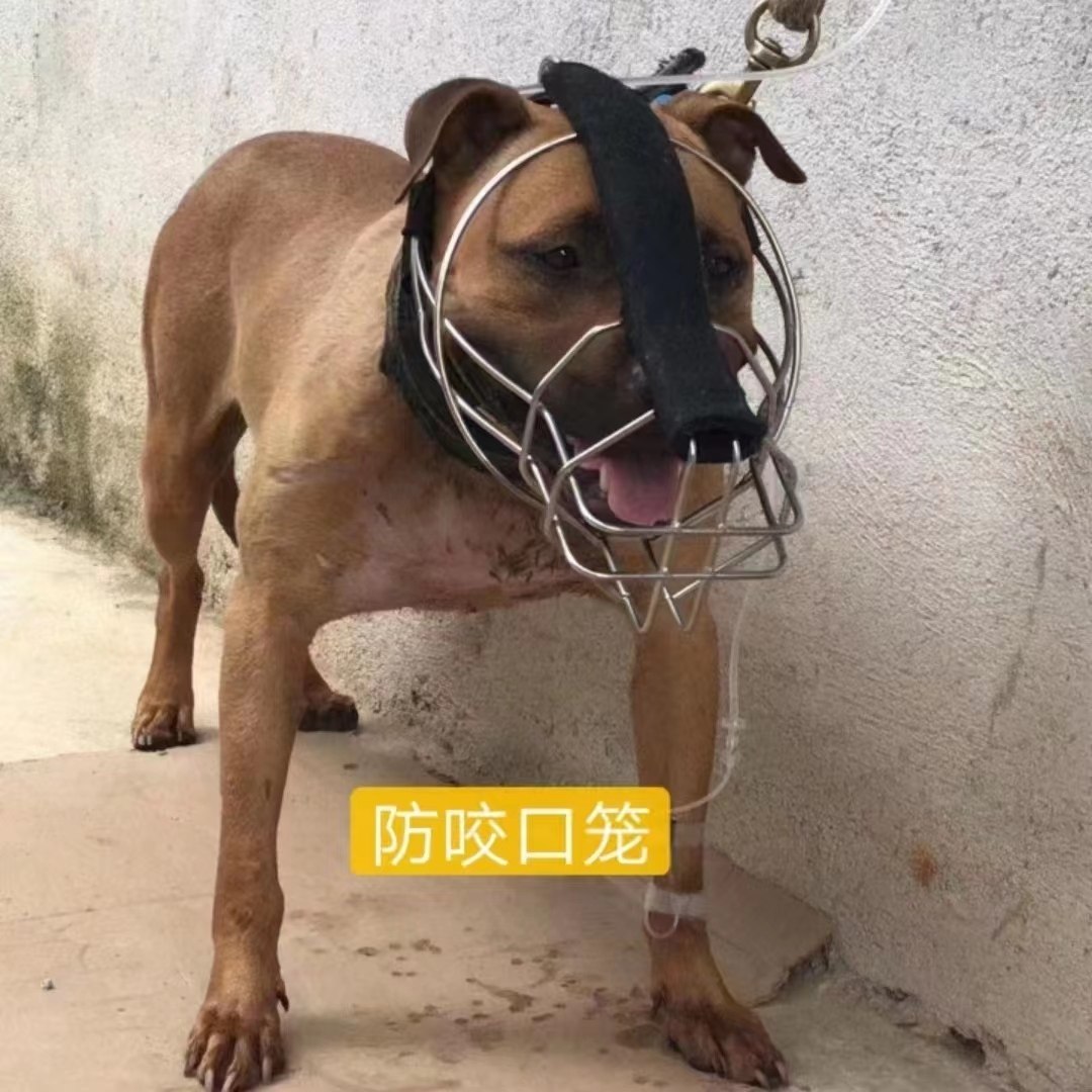 包邮比特猛犬大型犬头套嘴套 宠物狗防咬防攻击口罩 训练用品装备