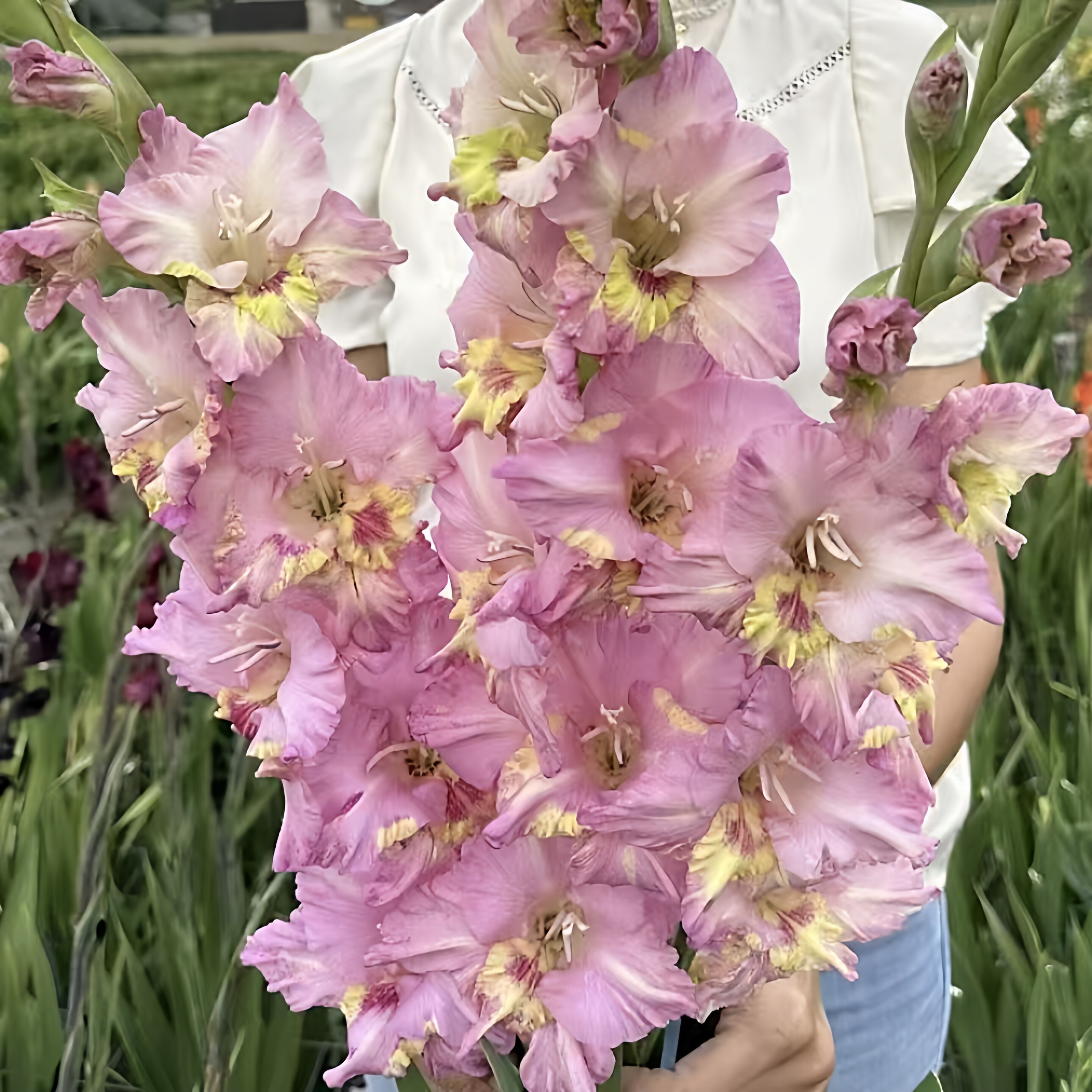 3颗【粉乐迪】剑兰种球荷兰进口唐菖蒲花卉绿植盆栽种子多年生