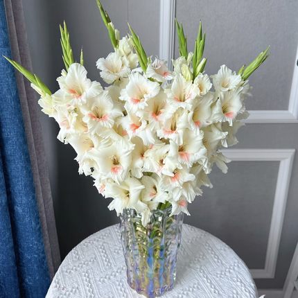 5颗【阿贾克斯】剑兰荷兰种球唐菖蒲室内阳台庭院兰花盆栽花
