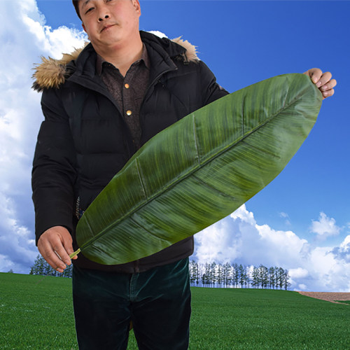 芭蕉叶舞蹈道具装饰绿叶