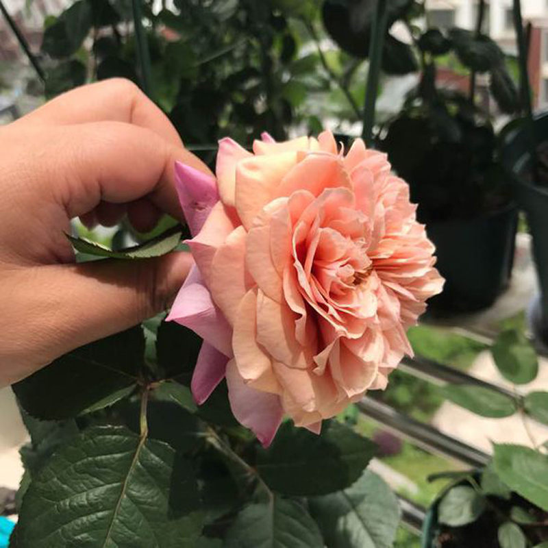 【豁新】新品 灌木月季 雅 欧月花苗 月季雅