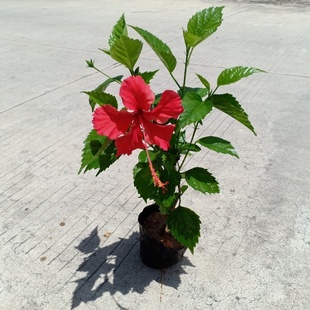 彩叶扶桑花苗盆栽花卉单瓣朱槿庭院阳台绿化植物四季常绿耐热树苗