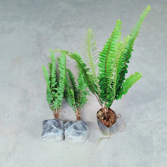 吊兰绿植净化空气吸甲醛植物花卉