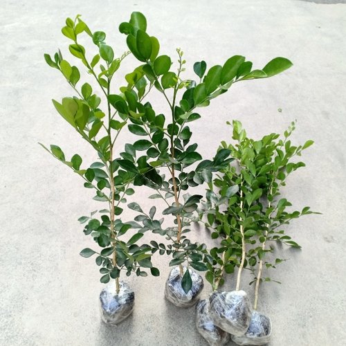 九里香盆栽苗四季绿化驱蚊植物