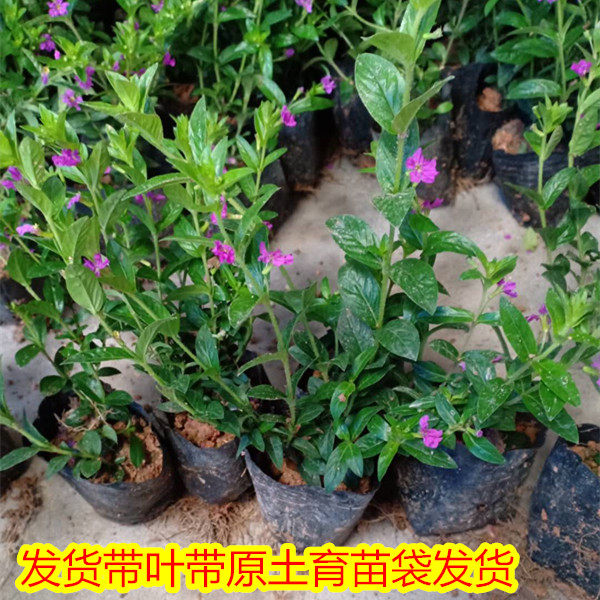 满天星植物盆栽花坛绿化树苗图片