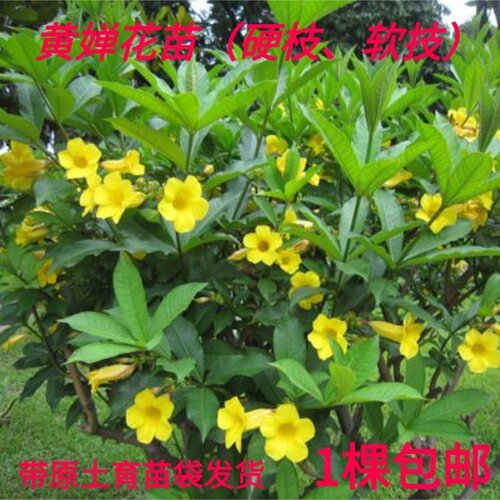 四季庭院好养耐晒围栏植物花卉