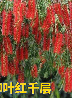 垂枝红千层树苗庭院四季常绿花苗