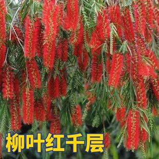 串钱柳树苗垂枝红千层庭院绿化风景树四季常绿室外红瓶刷金宝树苗