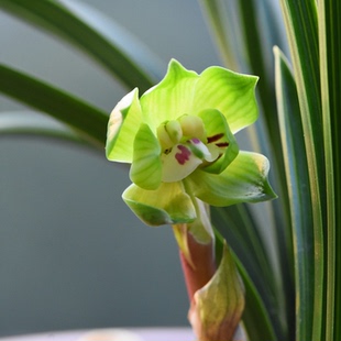 浙江春兰老种绿云矮种兰花皇后九瓣奇花桌面高档精品小盆栽绿植