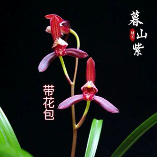 建兰暮山紫四季兰浓香高端名品色花室内绿植花卉盆栽勤花好养活