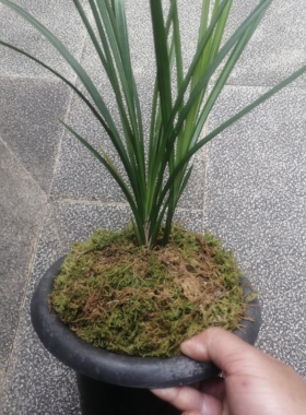 绿兰盆景草，两苗至3苗，苗情健康，根系好，不带盆和质料发货。