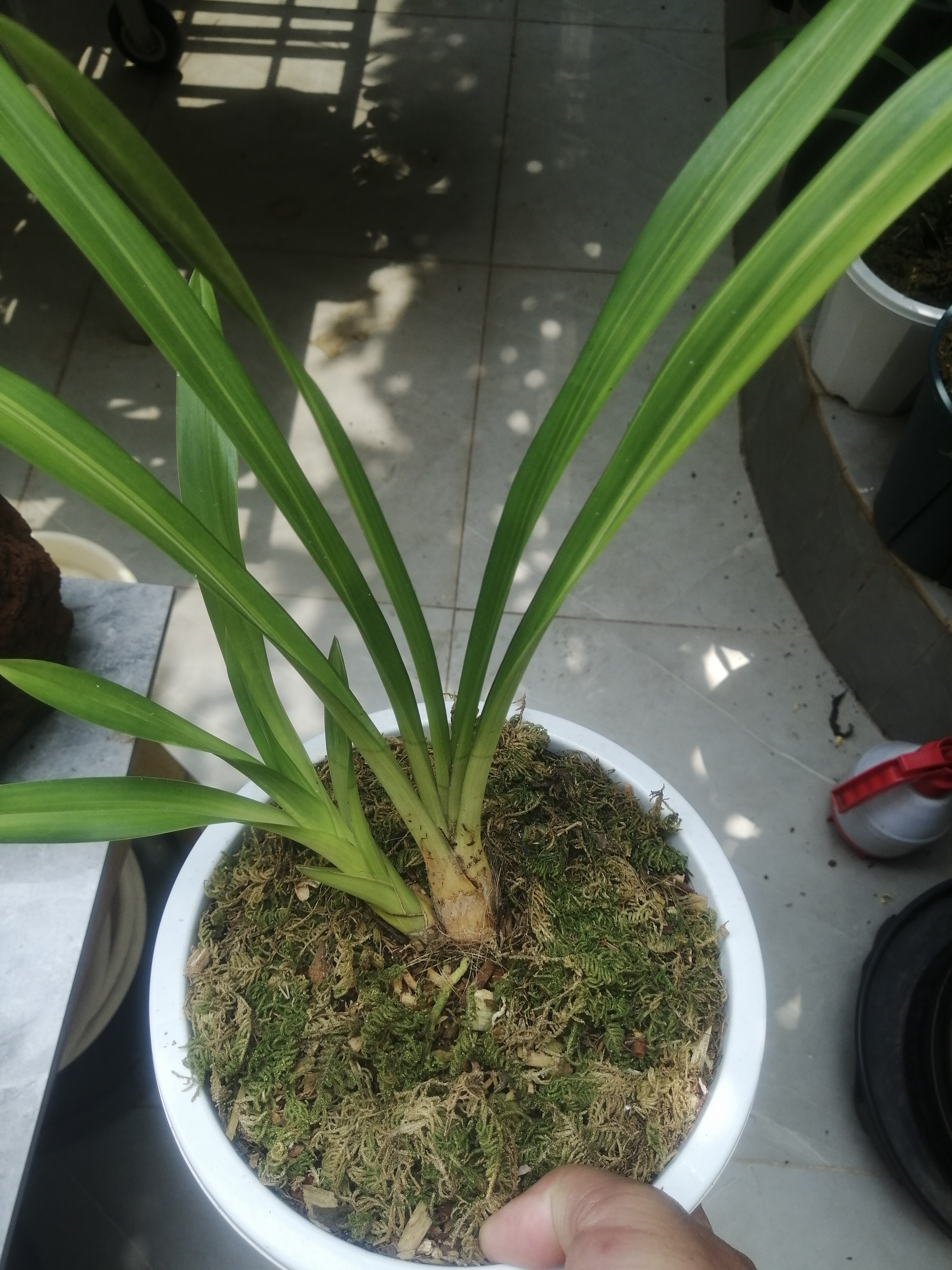 秋虎头艺草，两个头，苗情健康，根系好，不带盆和质料发货。