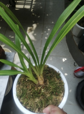 秋虎头艺草，两个头，苗情健康，根系好，不带盆和质料发货。