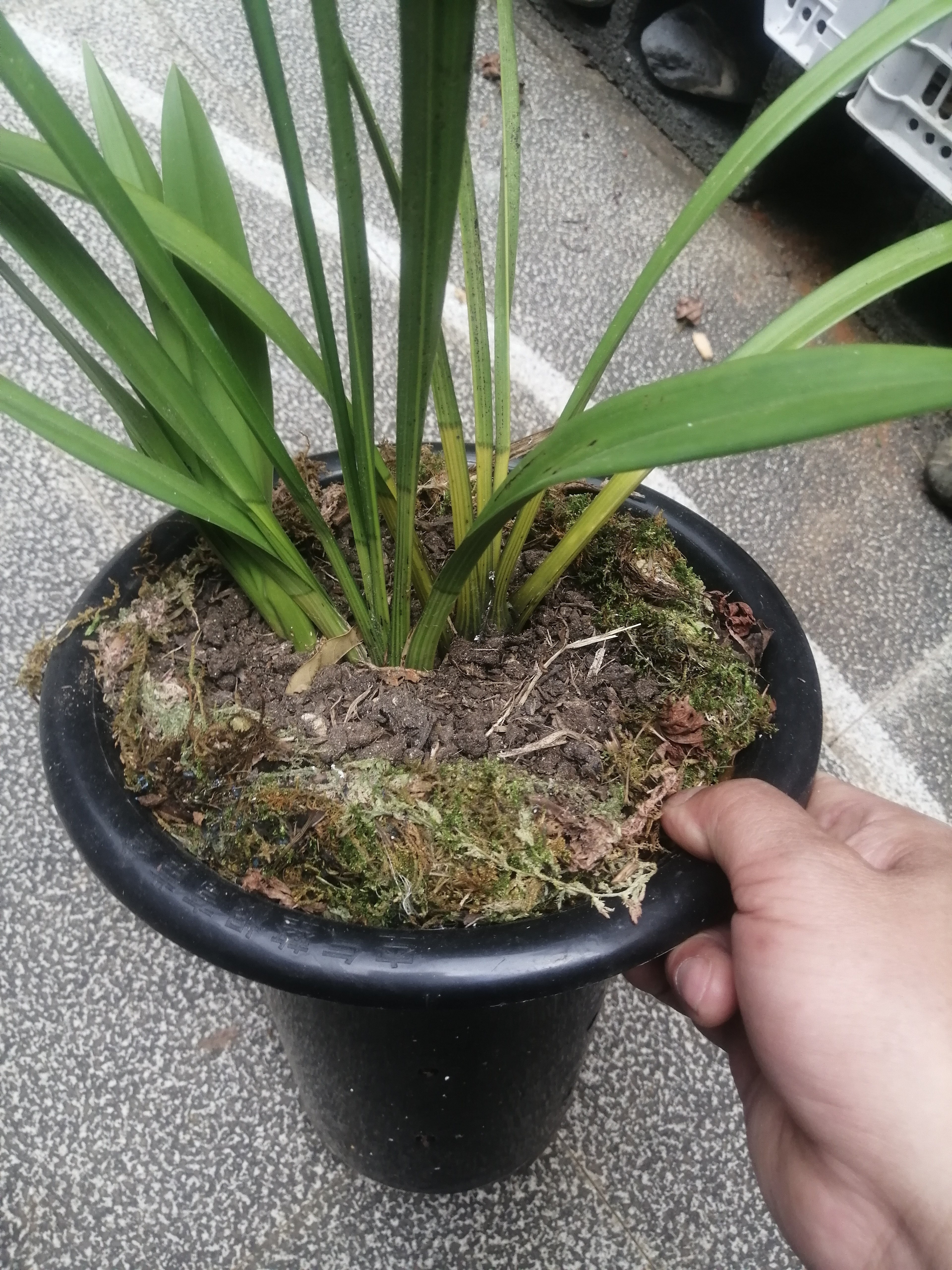 青婵素花，3个头，苗情健康，根系好，不带盆和质料发货，花如图