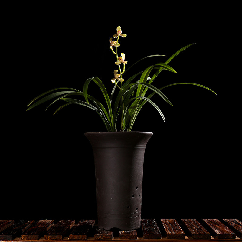 红一品 建兰八大名品 浓香老种兰花苗夏带花苞 好养室内绿植盆栽