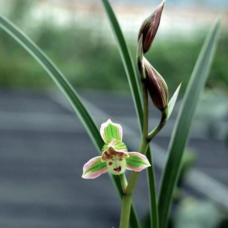 翠晶红轮 细叶瓷白艺莲瓣兰 桃红覆轮荷瓣叶艺兰花苗名贵高档国兰