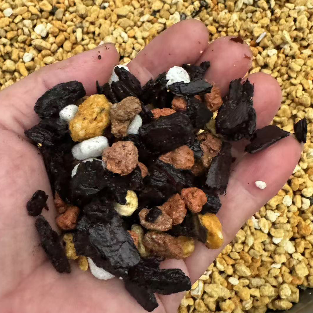 高档植料兰花新手专用