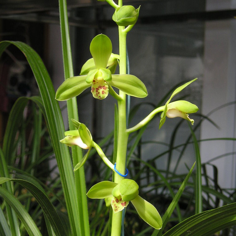 大一品 蕙兰老八种之首 浓香兰花壮苗春带花苞好养 室内绿植盆栽