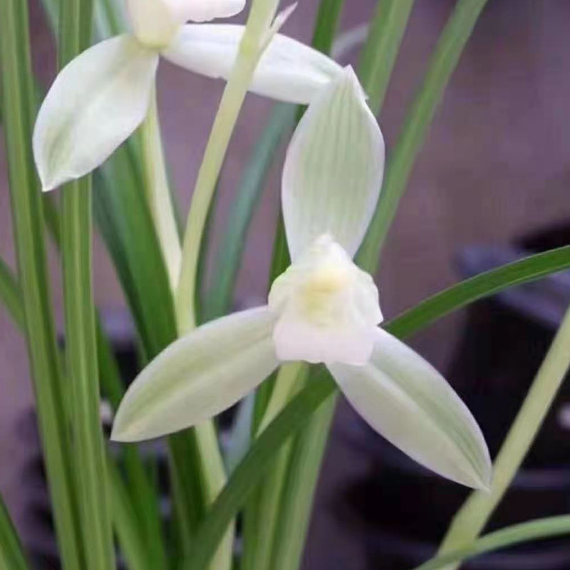 雪人宝姬素 原生种细叶莲瓣兰素心 高档办公室盆栽兰花苗终身对版