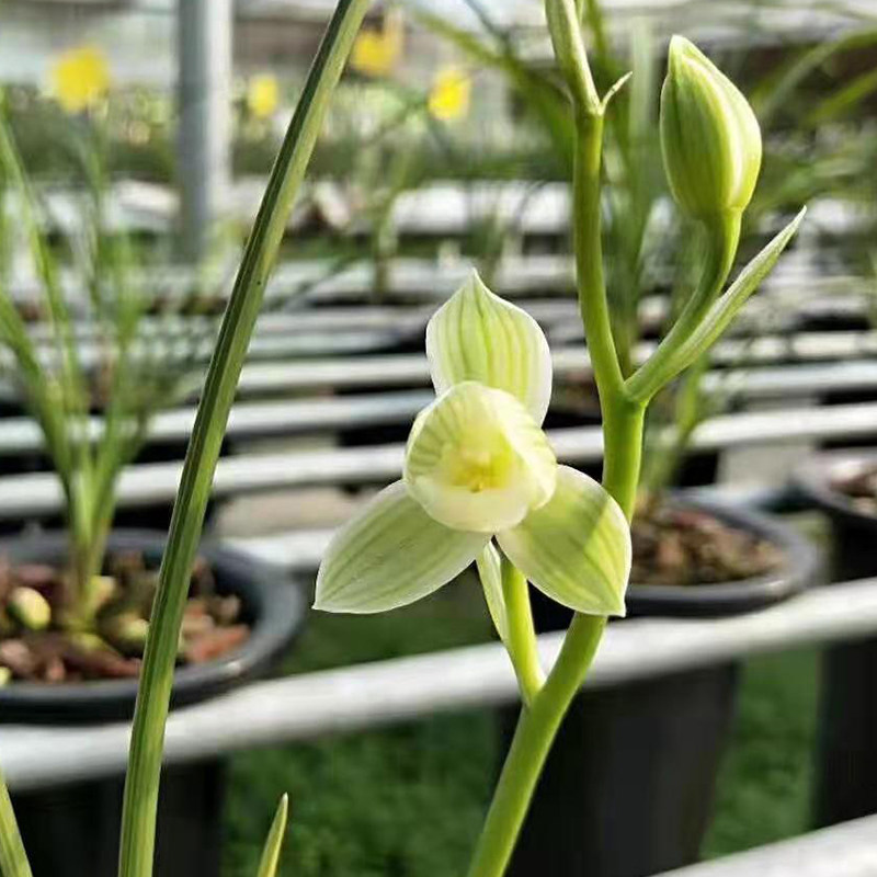 如意素荷 莲瓣兰荷瓣素心名品 老种名贵南靖兰花苗办公室桌面盆栽