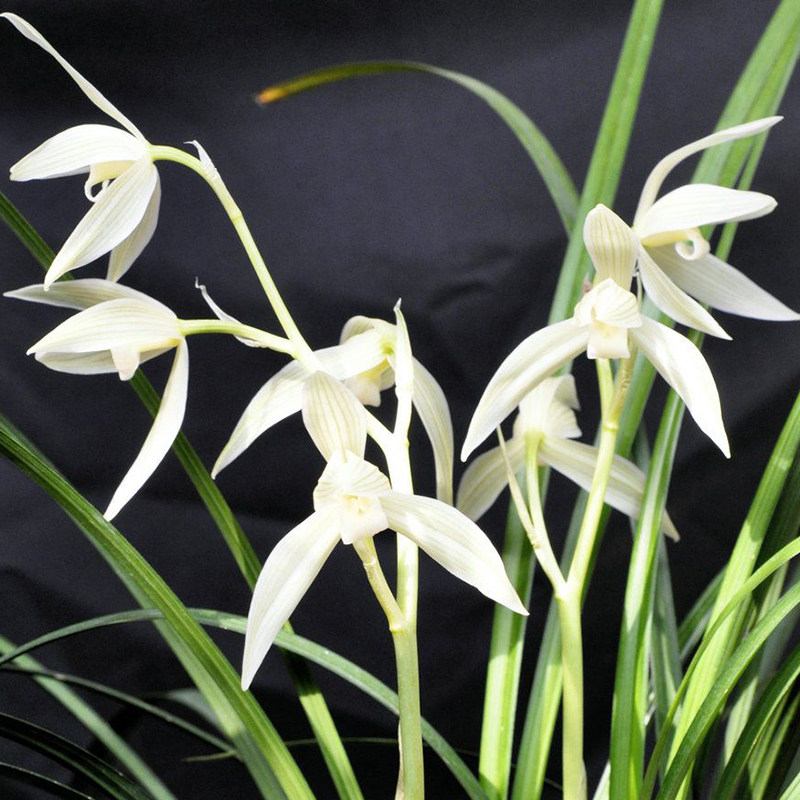 大雪素 石鼓鹤庆莲瓣兰素花经典铭品 高档花卉办公室桌面盆栽兰花