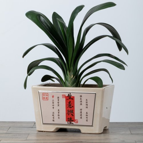 加厚简约长方形陶瓷大花盆送托盘