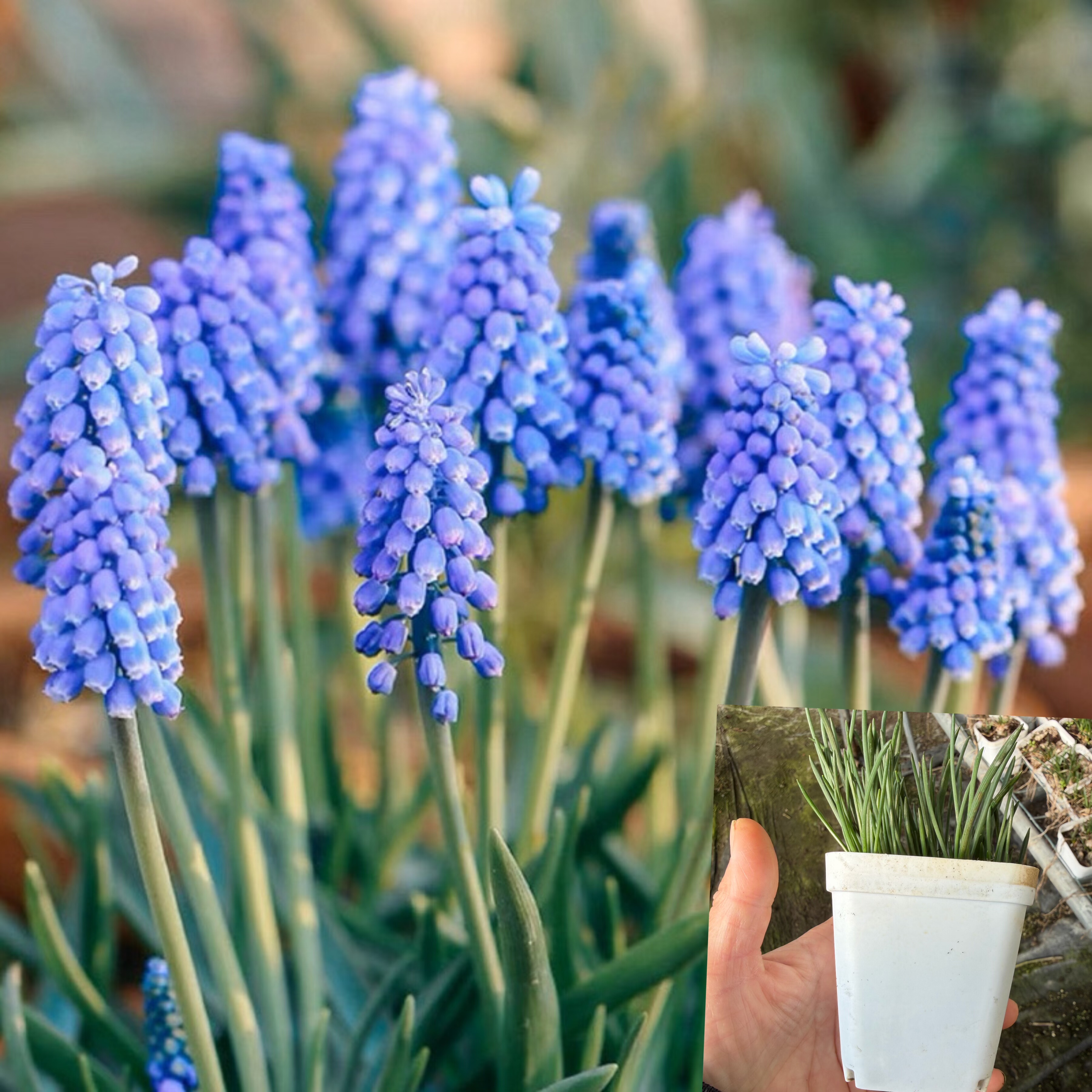 亚美尼亚蓝湖风信子 3盆迷你小盆 发货不保证带花,鲜花速递/花卉仿真/绿植园艺,时令草本花卉,淘宝优惠券,粉丝福利购,淘宝优惠卷