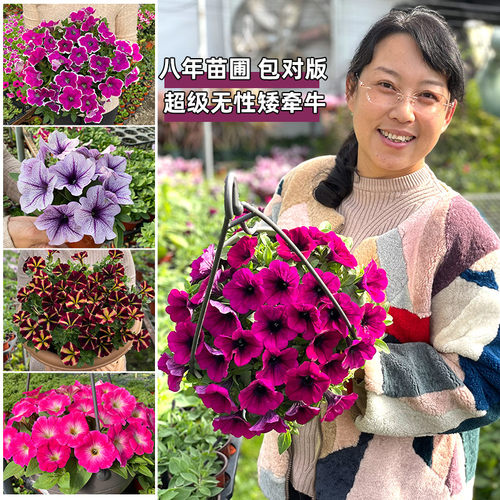 花苗种植矮牵牛垂吊矮牵牛四季