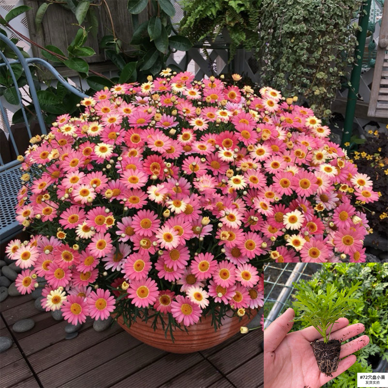 玛格丽特春秋阳台庭院草本花卉