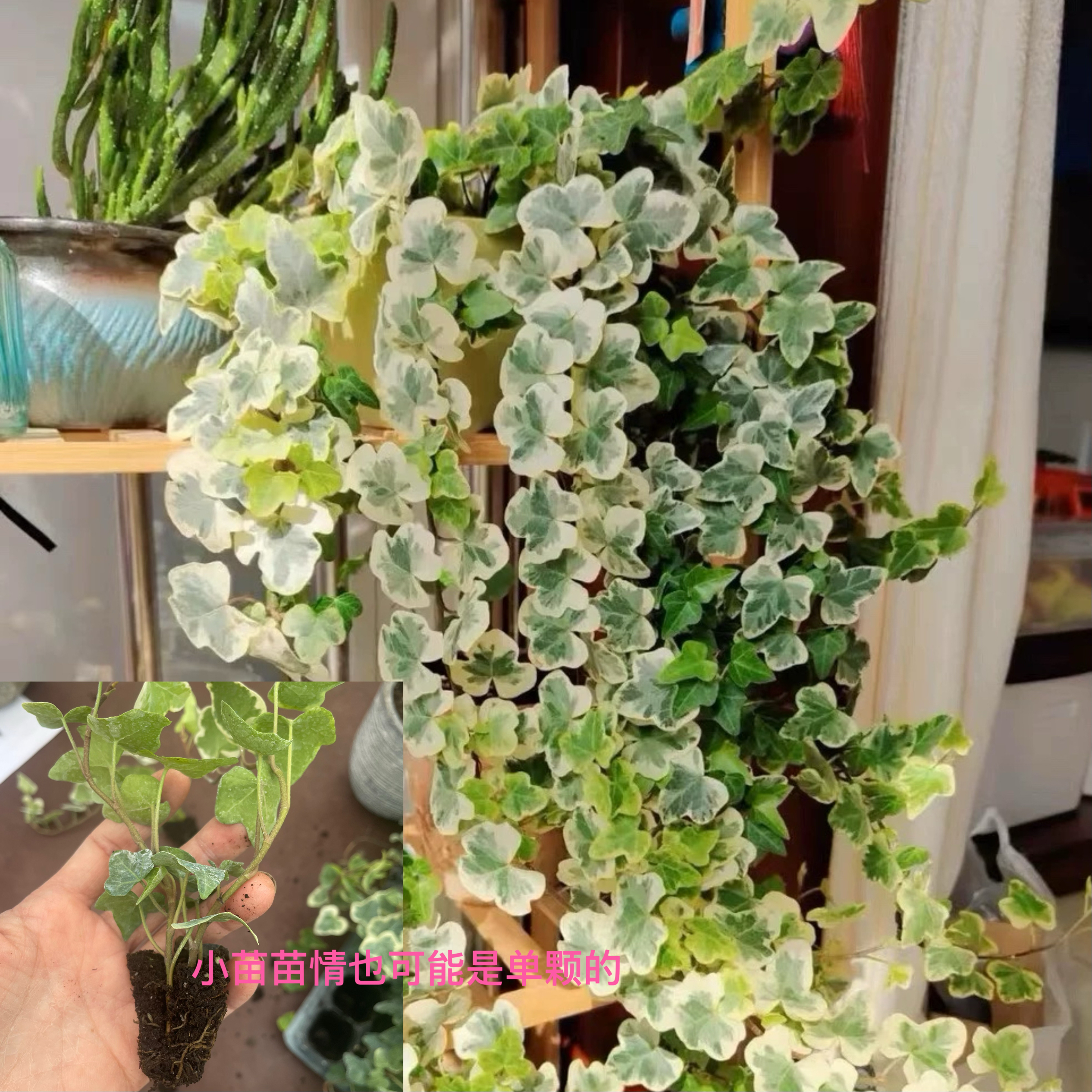 常春藤雪萤小苗绿植室内客厅好养耐阴净化空气容易观叶植物白化