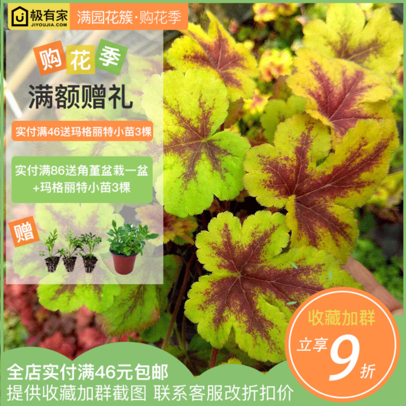 矾根植物盆栽组合花非种子观叶彩色花苗四季多年生进口耐寒室内外