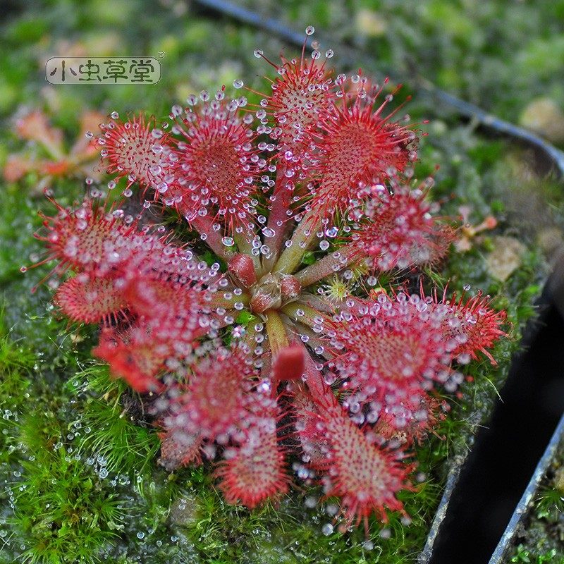 长柱茅膏菜小虫草堂食虫植物盆栽毛毡苔食虫草蝇微景观花卉毛膏菜,鲜花速递/花卉仿真/绿植园艺,食虫植物,淘宝优惠券,粉丝福利购,淘宝优惠卷
