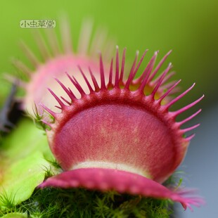 黄色融齿捕蝇草皇家红十字牙三文鱼汤勺齿异形护士G16维纳斯