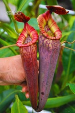 насекомоядное растение 显目纯种及交种惊奇猪笼草小虫草堂食虫植物盆栽稀有食肉植物观叶