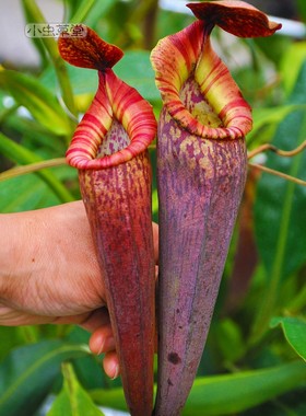 显目纯种及交种惊奇猪笼草小虫草堂食虫植物盆栽稀有食肉植物观叶