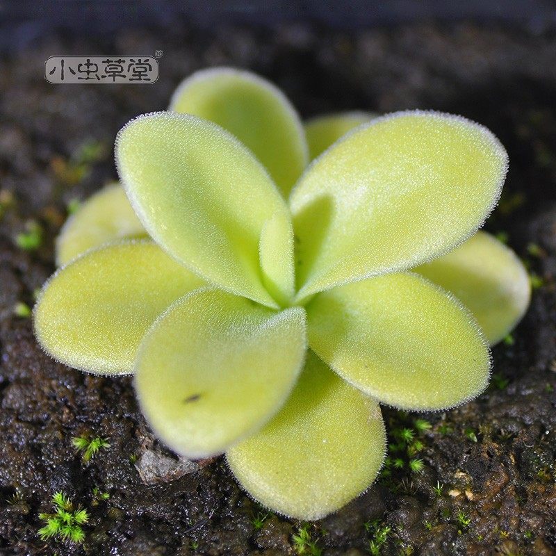 巨大捕虫堇小虫草堂pinguiculagigantea超大会吃虫的多肉食虫植物