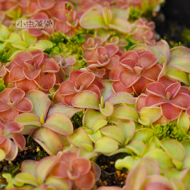 果圆捕虫堇苹果圆食虫吃虫食人花